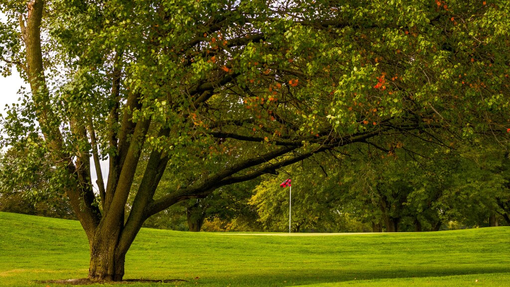 Tree on golf course green